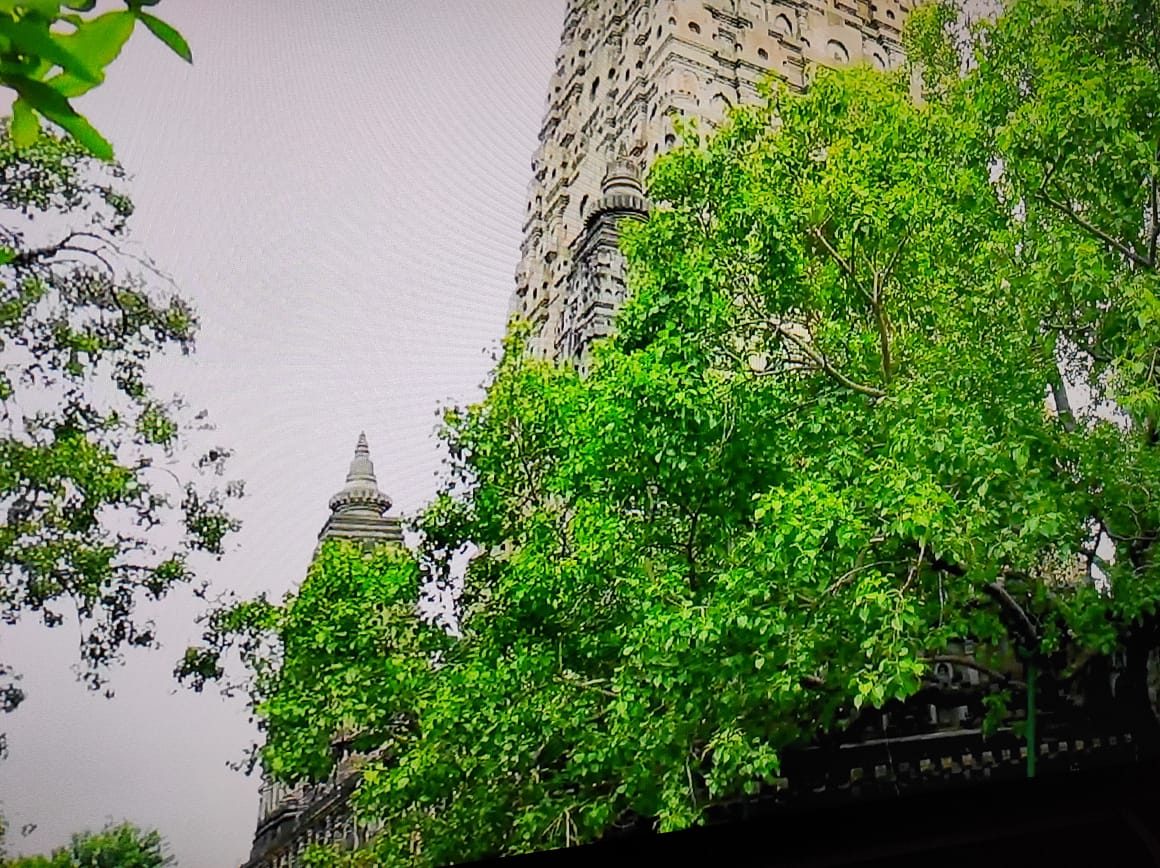 The Bodhi Tree beside the Mahabodhi Temple